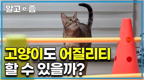 cctv 설치, 고양이도 춤출 수 있을까?